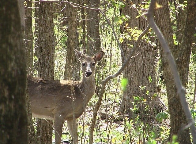 Deer Spooked in Woods
