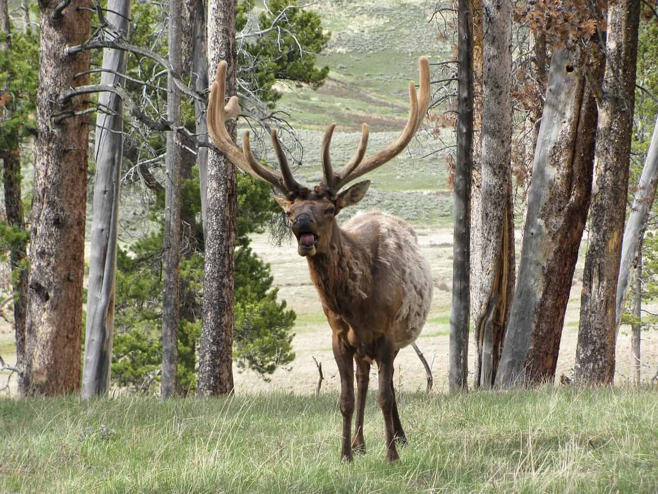 Elk is a popular subject of hunting