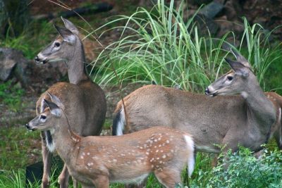 Whitetail Deer Group