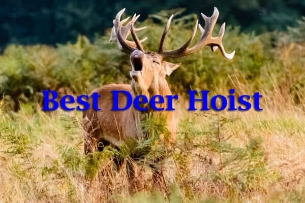 Best Deer Hoist Reviews