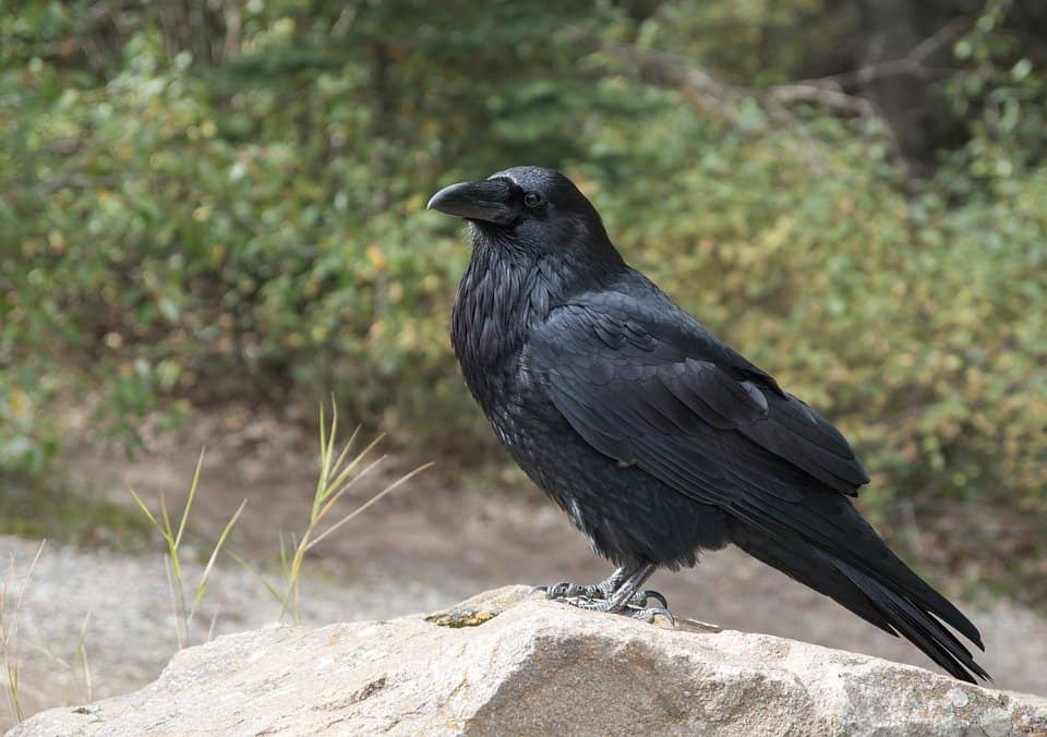 Crow Hunting Tips