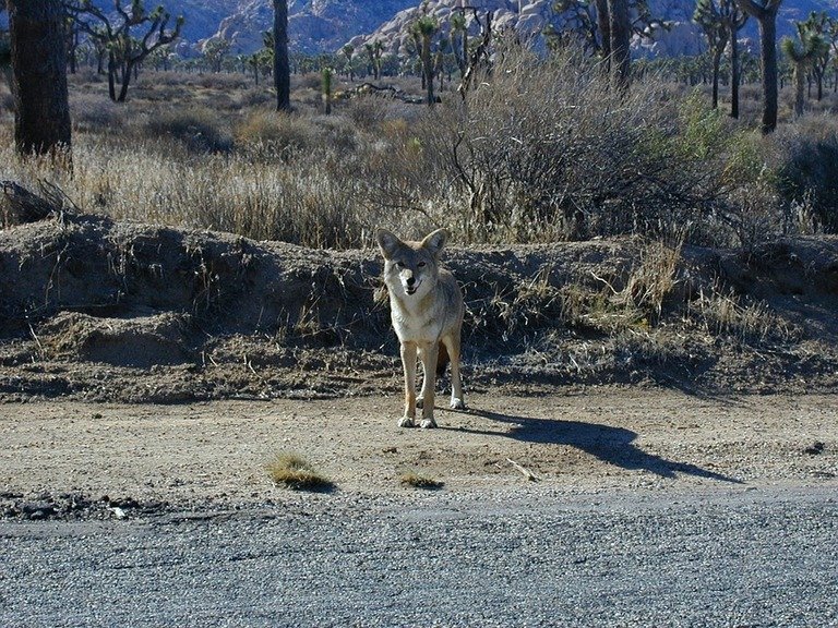 what-does-a-coyote-sound-like-catch-them-easy