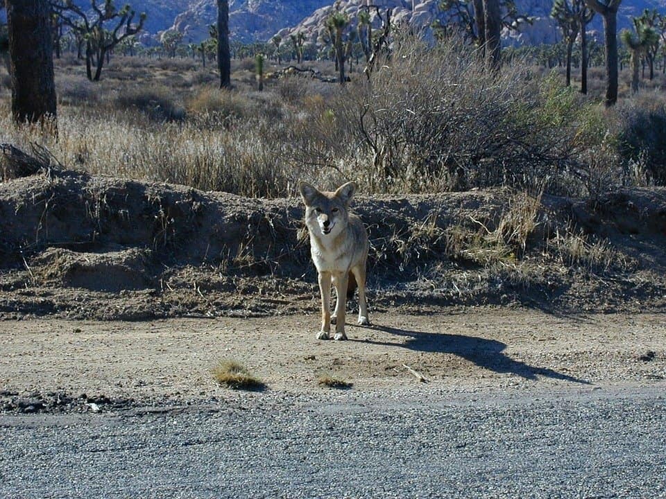 What Does A Coyote Sound Like? - Catch Them Easy