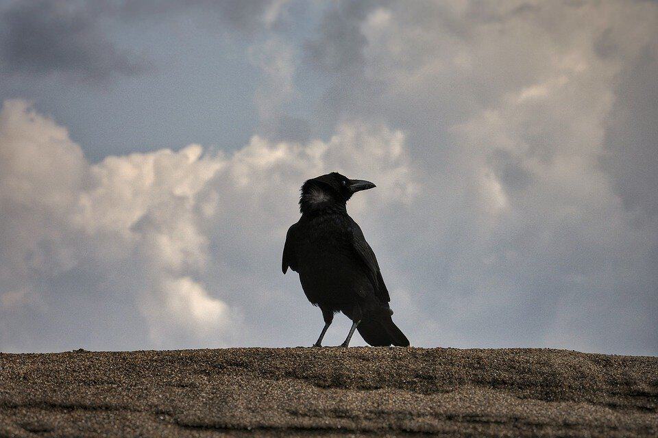 Crow Decoy