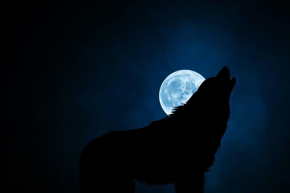 Wolf Barking In Moonlight