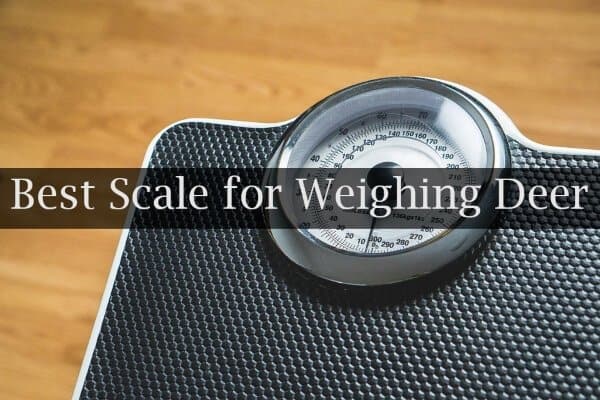 Best Scale for Weighing Deer Reviews