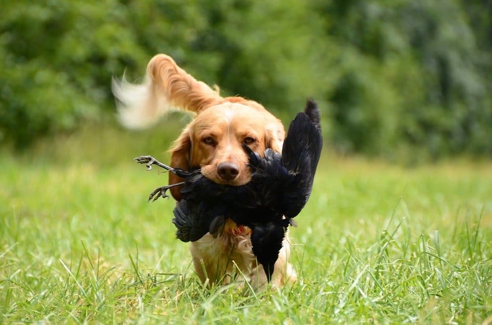 The Best Hunting Dog Breeds by Game Catch Them Easy