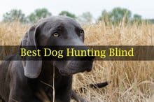 Best Dog Hunting Blind Reviews