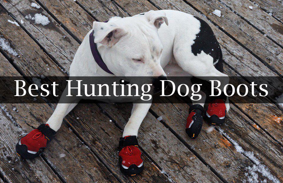 Best Hunting Dog Boots Reviews