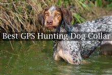 Best GPS Hunting Dog Collar Reviews