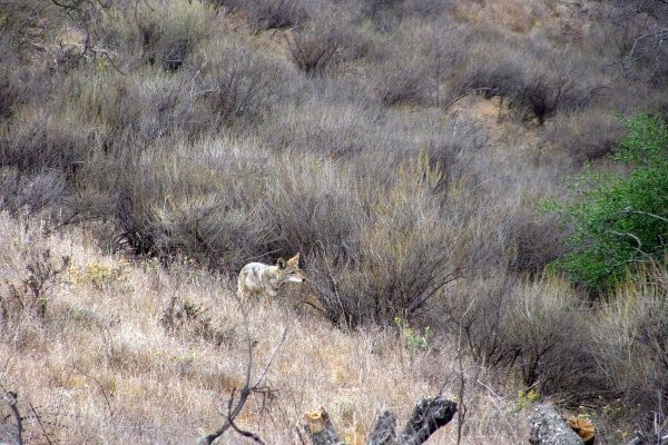 Camouflage Coyote