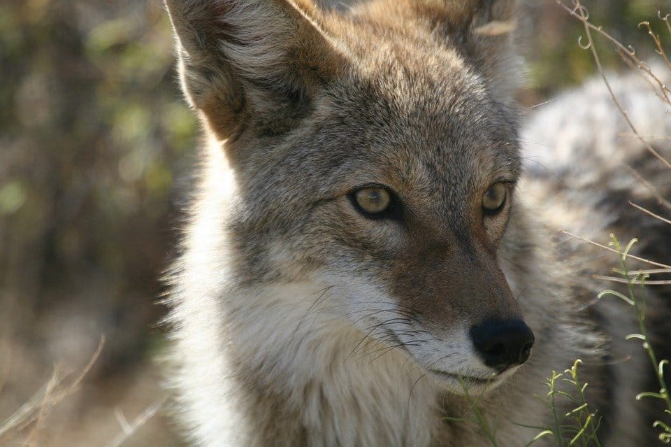 Coyote Hunting Tips and Advice