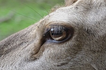 Deer Eyesight