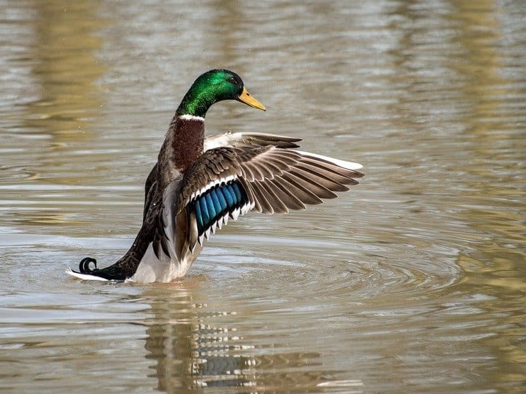 Tips on Setting Up a Duck Decoy Spread Catch Them Easy