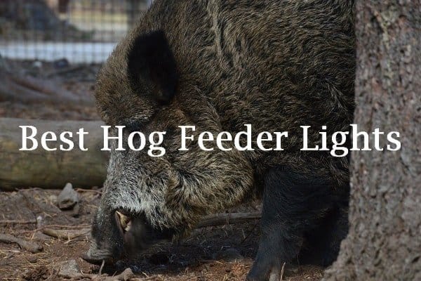 Best Hog Feeder Lights