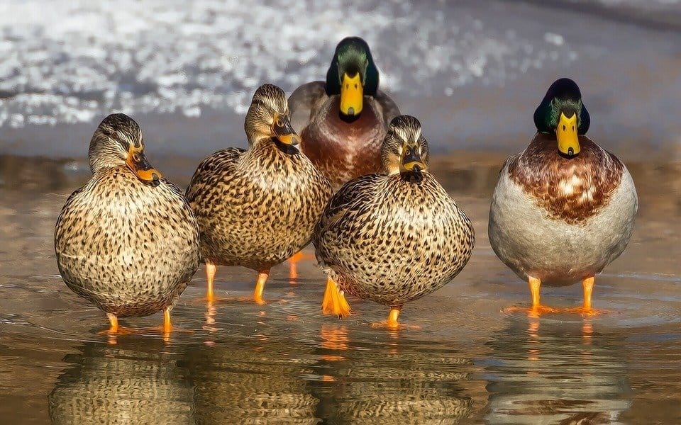 Tips on Setting Up a Duck Decoy Spread Catch Them Easy