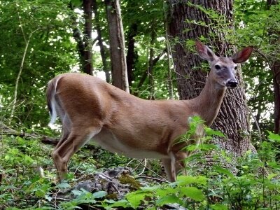 Whitetail Deer Scent