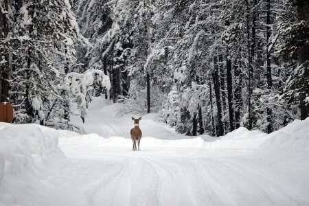 Whitetail Deer in Snow
