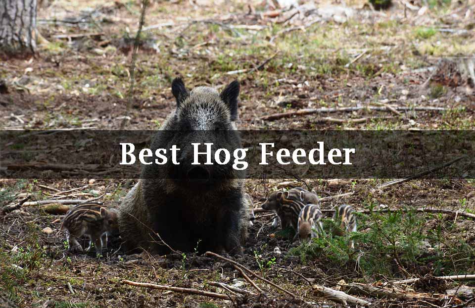 Best Hog Feeder Reviews