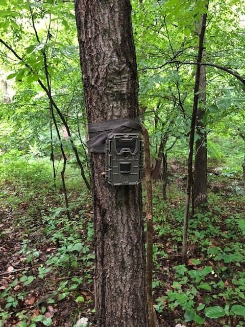 Tree Stand Trail Camera