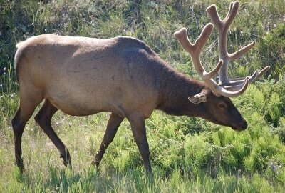 Heavy Deer or Elk
