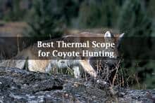 Best Thermal Coyote Hunting Scopes