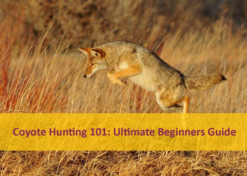 Coyote Hunting 101 Ultimate 2021 Beginner’s Guide Catch Them Easy