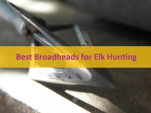 Best Broadheads for Elk Hunting