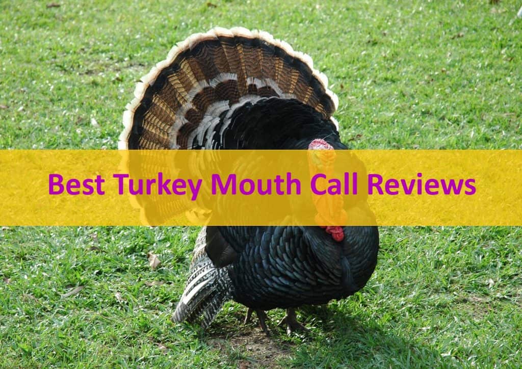 Top 5 Best Turkey Mouth Call Reviews in 2021 Catch Them Easy