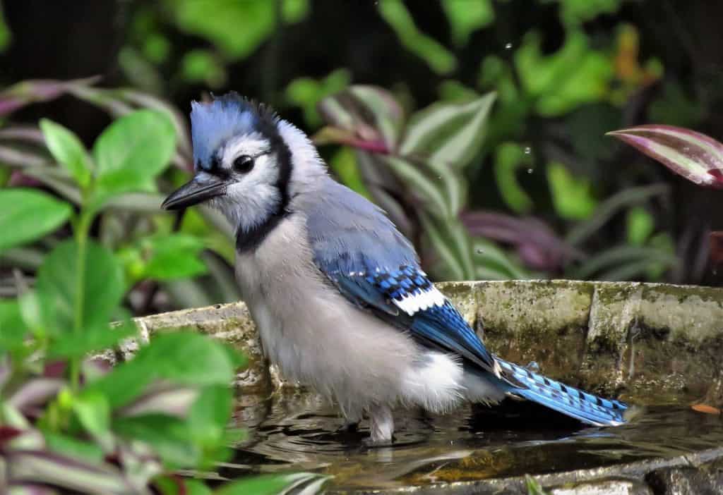 What Does It Mean When You See A Blue Jay? Catch Them Easy